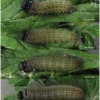 pyr armoricanus larva4 volg13